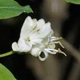Lonicera nigra