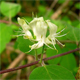 Lonicera xylosteum