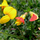 Lotus corniculatus a.