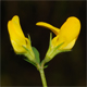 Lotus corniculatus c.