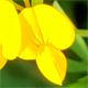 Lotus tenuis
