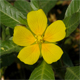 Ludwigia peploides