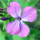 Lunaria annua