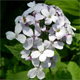 Lunaria rediviva