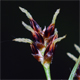 Luzula campestris