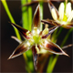 Luzula forsteri