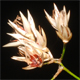 Luzula luzuloides l.