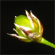 Luzula pilosa