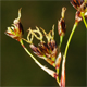 Luzula sylvatica s.
