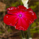 Lychnis coronaria