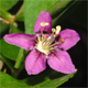 Lycium barbarum