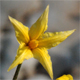 Solanum lycopersicum