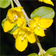 Lysimachia nummularia