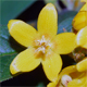 Lysimachia vulgaris