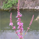 Lythrum salicaria