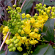 Mahonia aquifolium