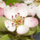 Malus domestica