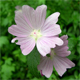 Malva alcea
