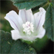 Malva neglecta