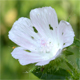 Malva setigera