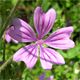 Malva sylvestris