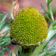 Matricaria discoidea