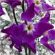 Matthiola incana i.