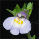 Mazus pumilus