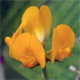 Medicago arabica