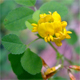 Medicago carstiensis