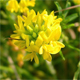 Medicago falcata