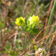 Medicago lupulina