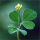 Medicago minima