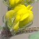 Medicago monspeliaca
