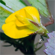 Medicago orbicularis