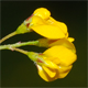 Medicago polymorpha