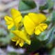 Medicago rigidula