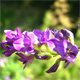 Medicago sativa
