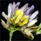Medicago xvaria