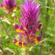 Melampyrum arvense