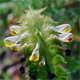 Melampyrum cristatum