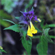Melampyrum italicum