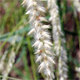 Melica ciliata