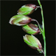Melica nutans