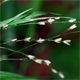 Melica uniflora