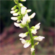 Trigonella alba