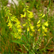 Trigonella officinalis