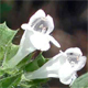 Melissa officinalis