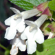 Melittis melissophyllum