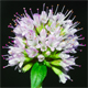 Mentha aquatica